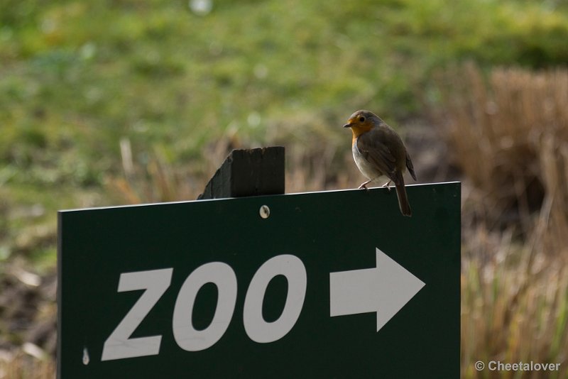 _DSC0322.JPG - Zo naar de Zoo, Roodborstje wijst de weg