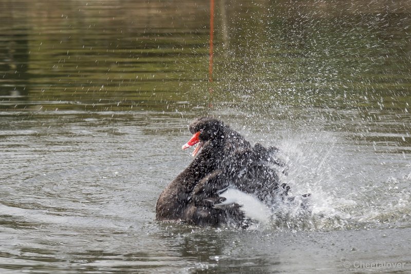 _DSC0331.JPG - Zwarte Zwaan