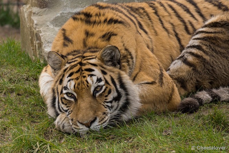 _DSC0395.JPG - Siberische Tijger