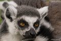 _DSC0263