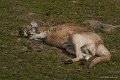 _DSC0375