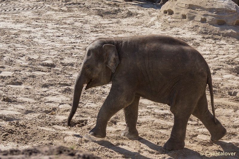 _DSC0082.JPG - Aziatische Olifant