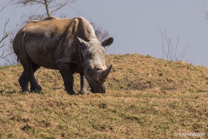 _DSC0334.JPG - Neushoorn