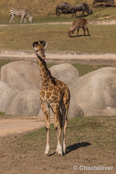 _DSC0459.JPG - Giraffe