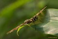 _DSC0048