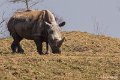 _DSC0334
