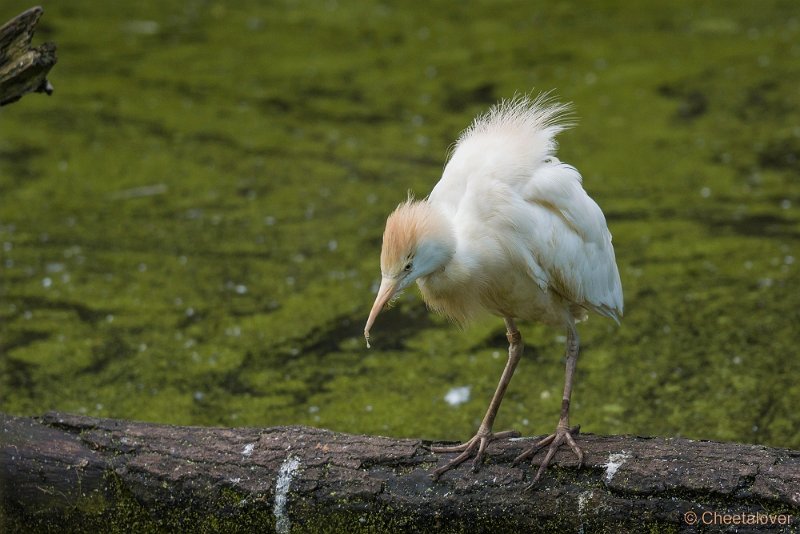_DSC0104.JPG - Koereiger