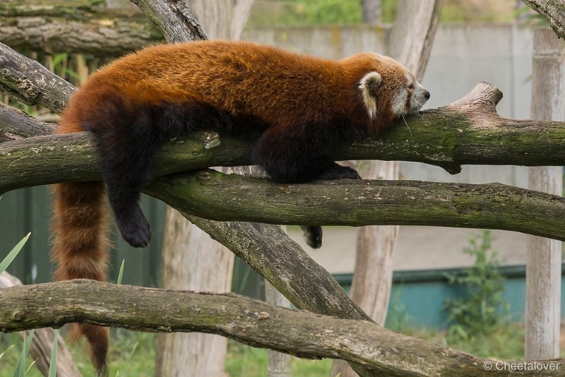 _DSC0128.JPG - Rode Panda