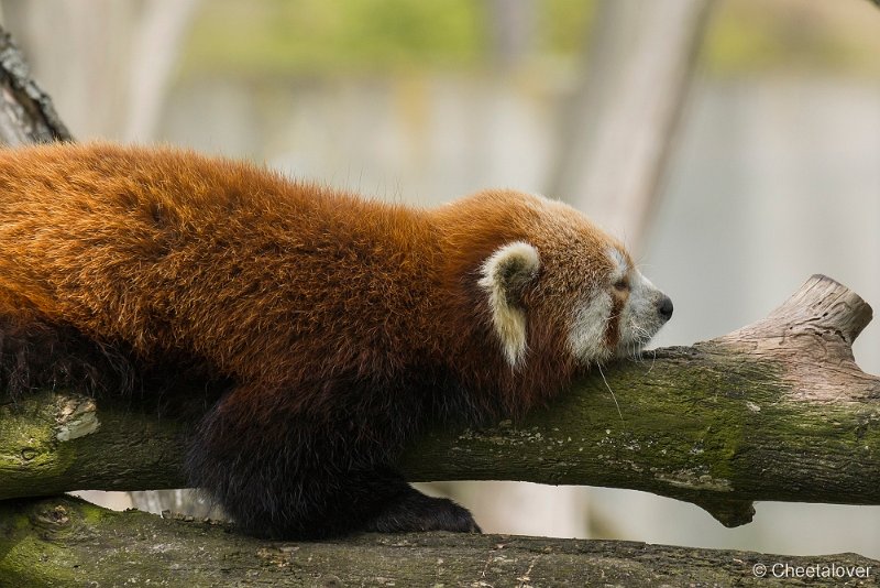 _DSC0129.JPG - Rode Panda