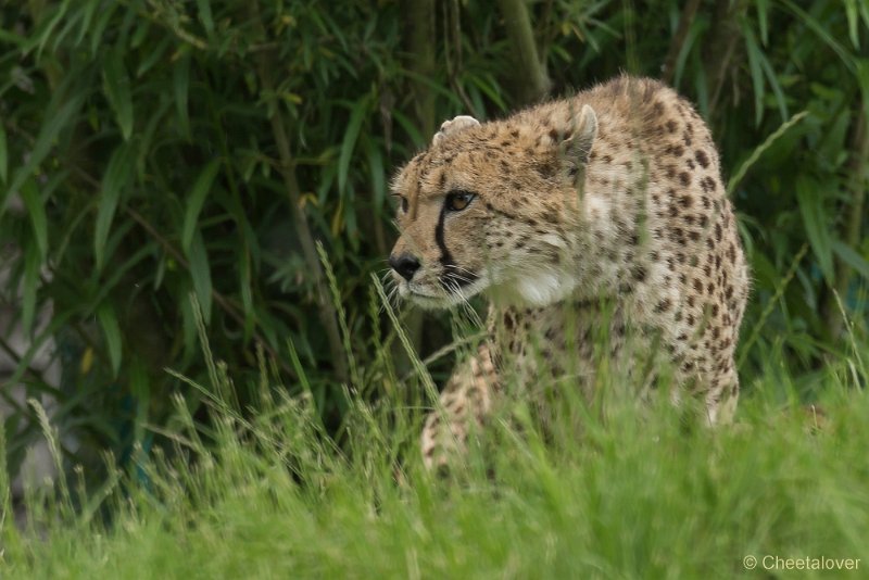 _DSC0233.JPG - Cheeta