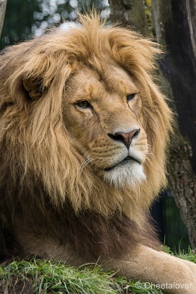 _DSC0504.JPG - Afrikaanse Leeuw