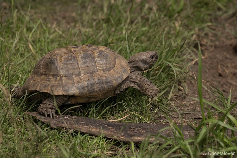 _DSC0535.JPG - Griekse Landschildpad