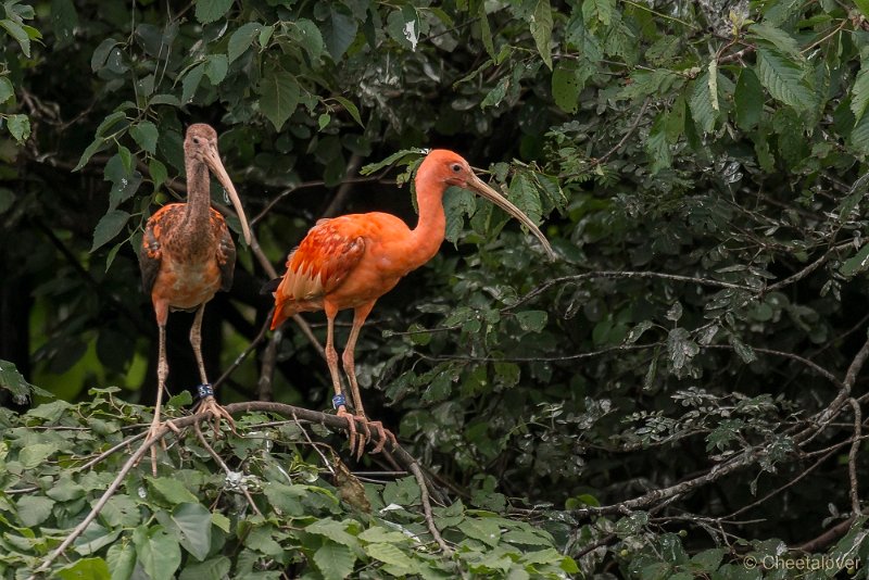 _DSC0597.JPG - Rode Ibis