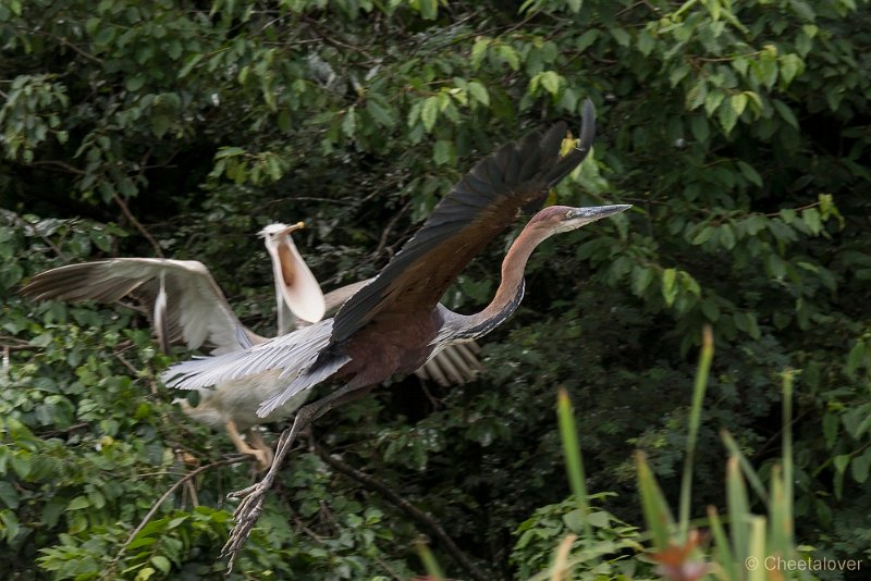 _DSC0667.JPG - Goliath Reiger