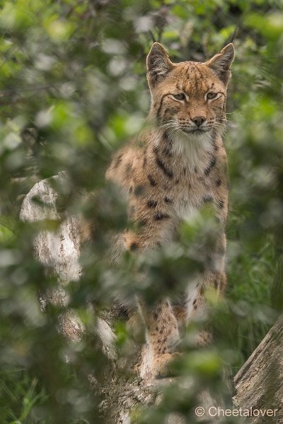 _DSC0699.JPG - Europese Lynx