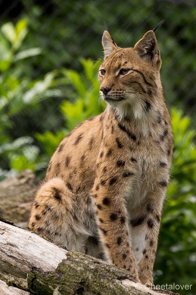 _DSC0719.JPG - Europese Lynx