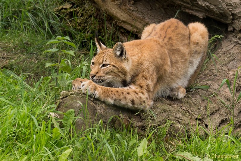 _DSC0736.JPG - Europese Lynx