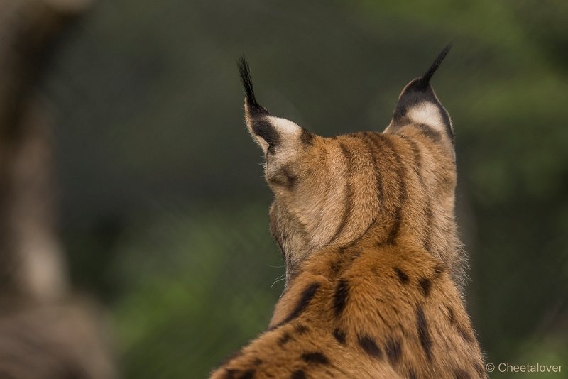 _DSC0758.JPG - Europese Lynx