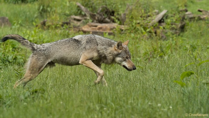 _DSC0784.JPG - Wolf