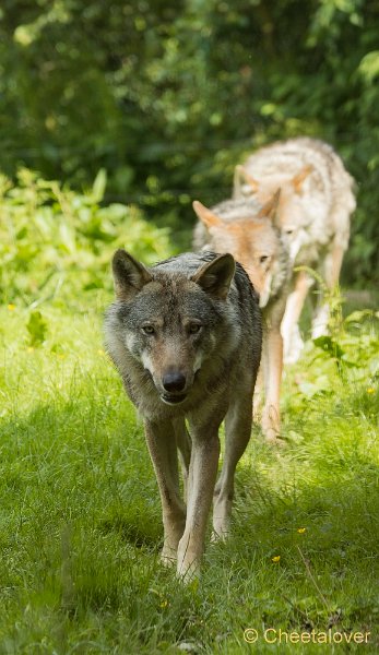 _DSC0798.JPG - Wolf