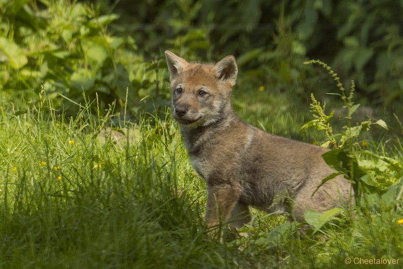 _DSC0842.JPG - Wolf