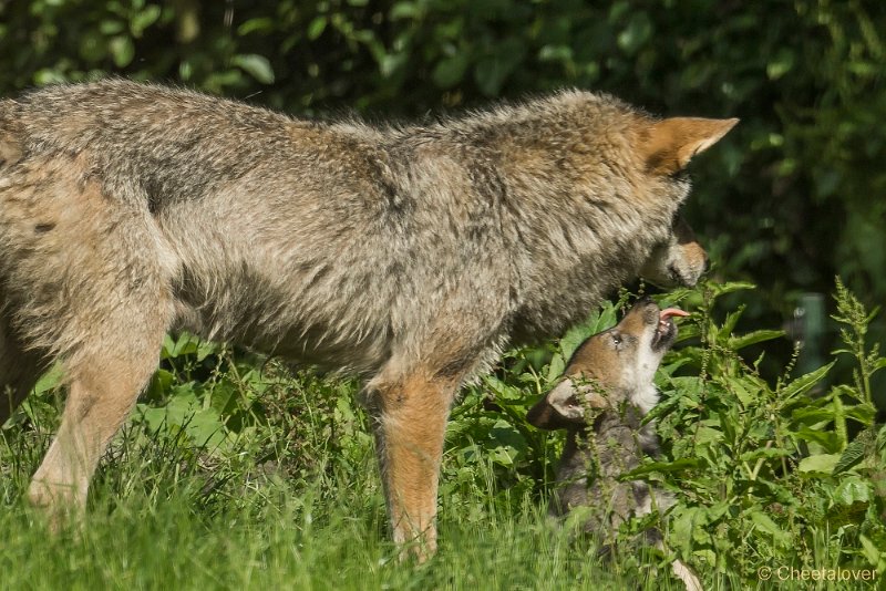 _DSC0861.JPG - Wolf
