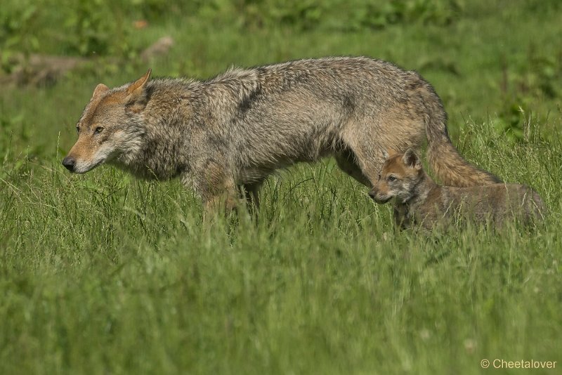 _DSC0911.JPG - Wolf