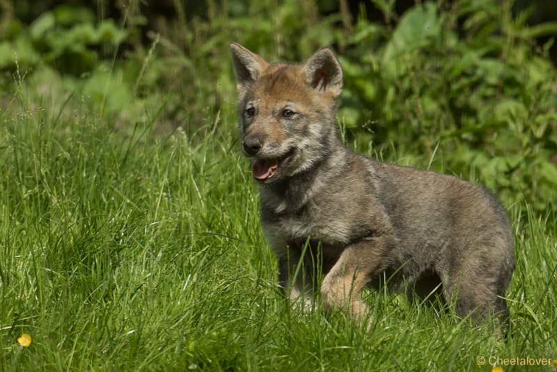 _DSC0922.JPG - Wolf