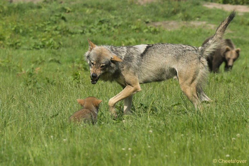 _DSC0932.JPG - Wolf