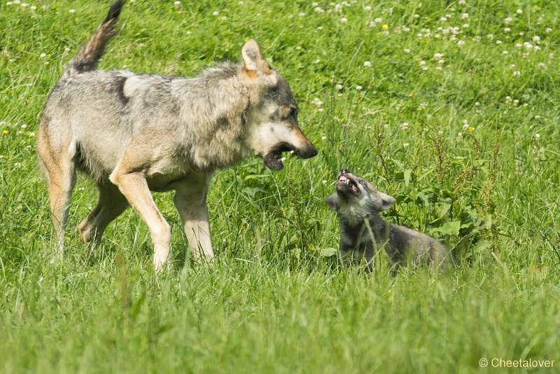 _DSC0962.JPG - Wolf