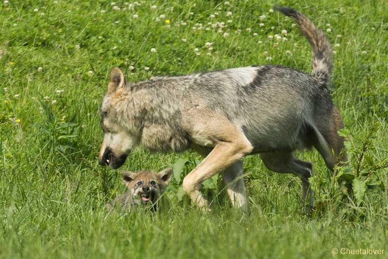 _DSC0965.JPG - Wolf