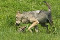 _DSC0965