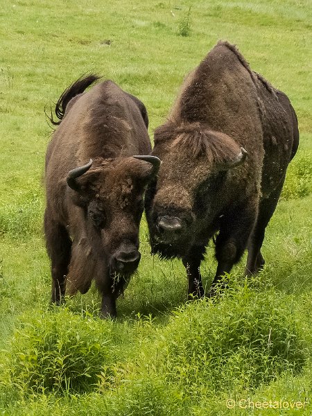 P1280956.JPG - Wisent