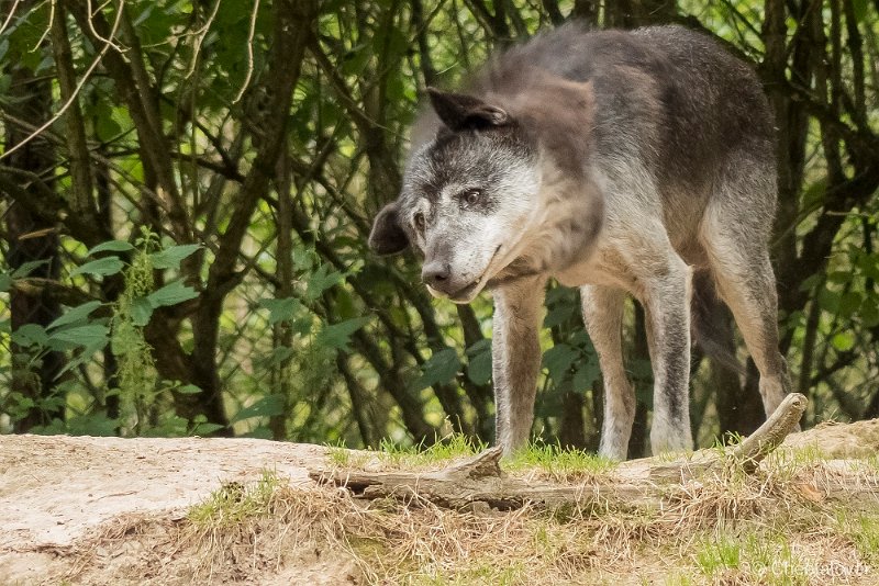 P1280990.JPG - Wolf