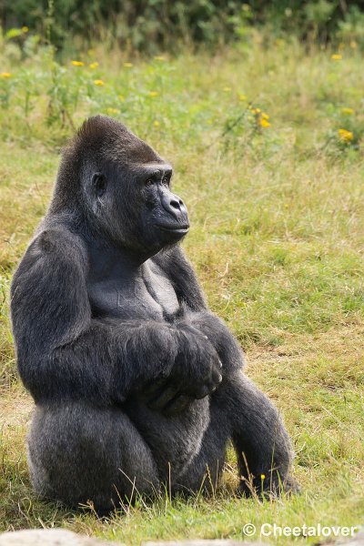 _DSC0161.JPG - Laaglandgorilla
