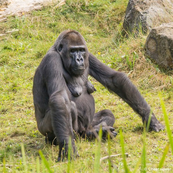 _DSC0163.JPG - Laaglandgorilla