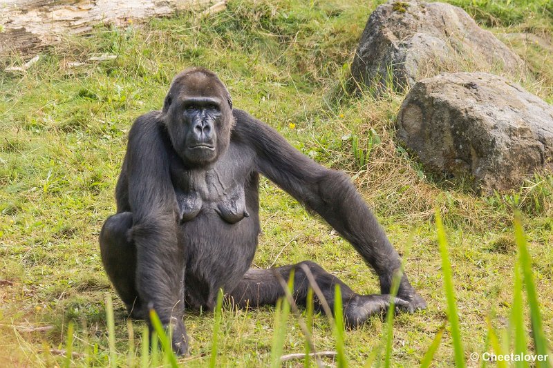 _DSC0165.JPG - Laaglandgorilla