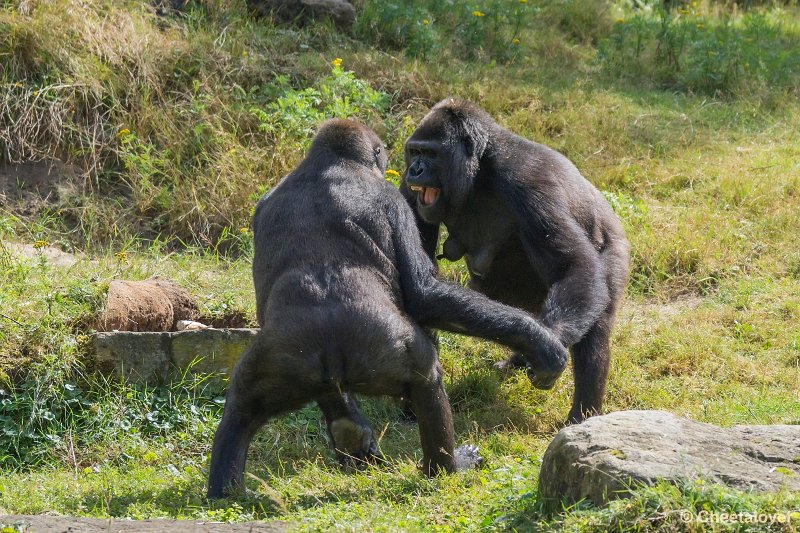 _DSC0171.JPG - Laaglandgorilla