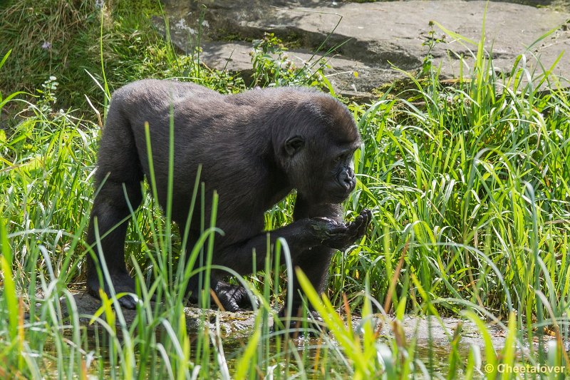 _DSC0185.JPG - Laaglandgorilla