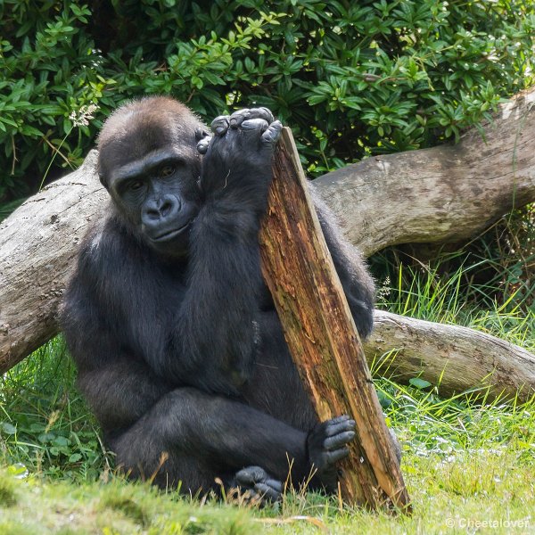 _DSC0186.JPG - Laaglandgorilla