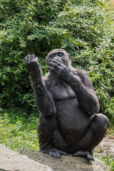 _DSC0192.JPG - Laaglandgorilla