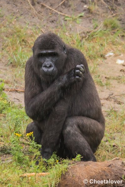_DSC0237.JPG - Laaglandgorilla