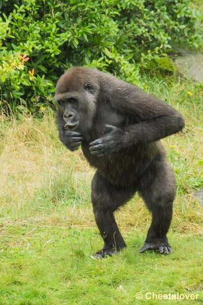 _DSC0242.JPG - Laaglandgorilla