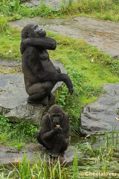 _DSC0256.JPG - Laaglandgorilla