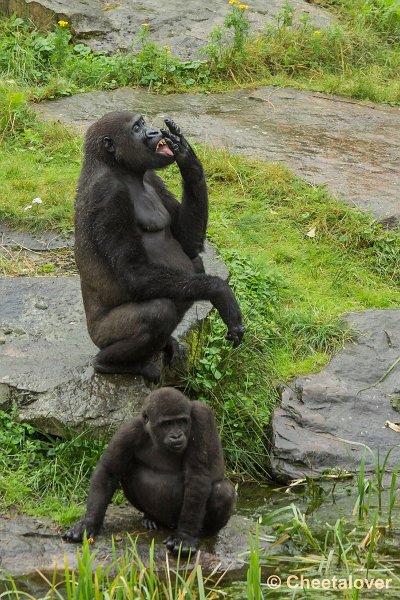 _DSC0258.JPG - Laaglandgorilla