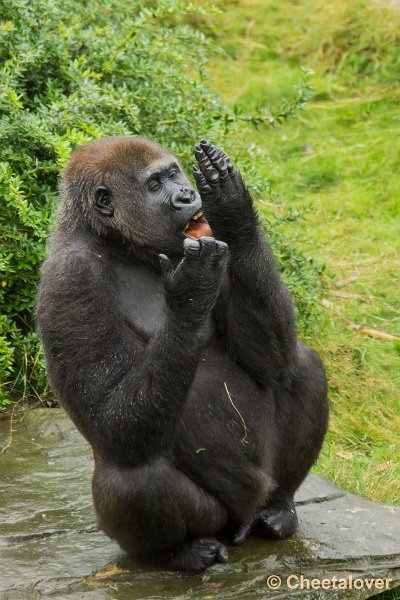 _DSC0262.JPG - Laaglandgorilla
