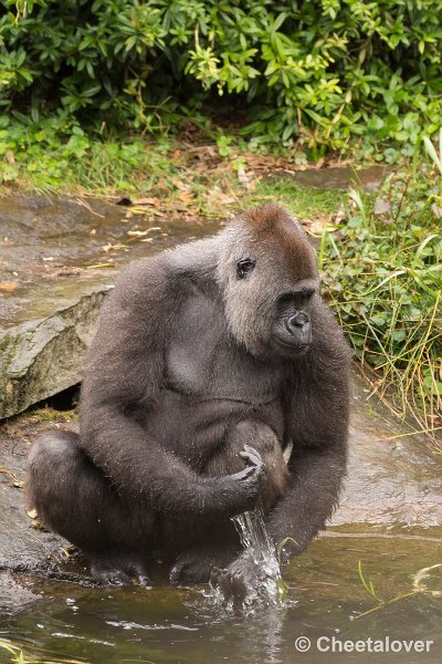 _DSC0263.JPG - Laaglandgorilla