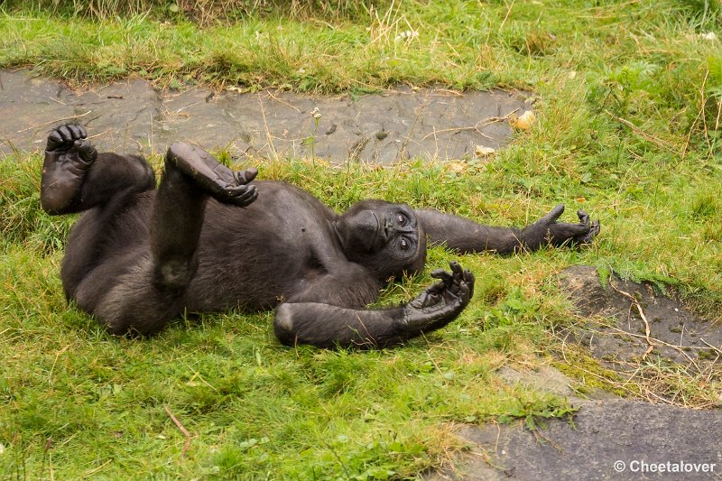 _DSC0277.JPG - Laaglandgorilla