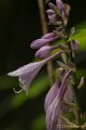 _DSC0393