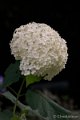 _DSC0498